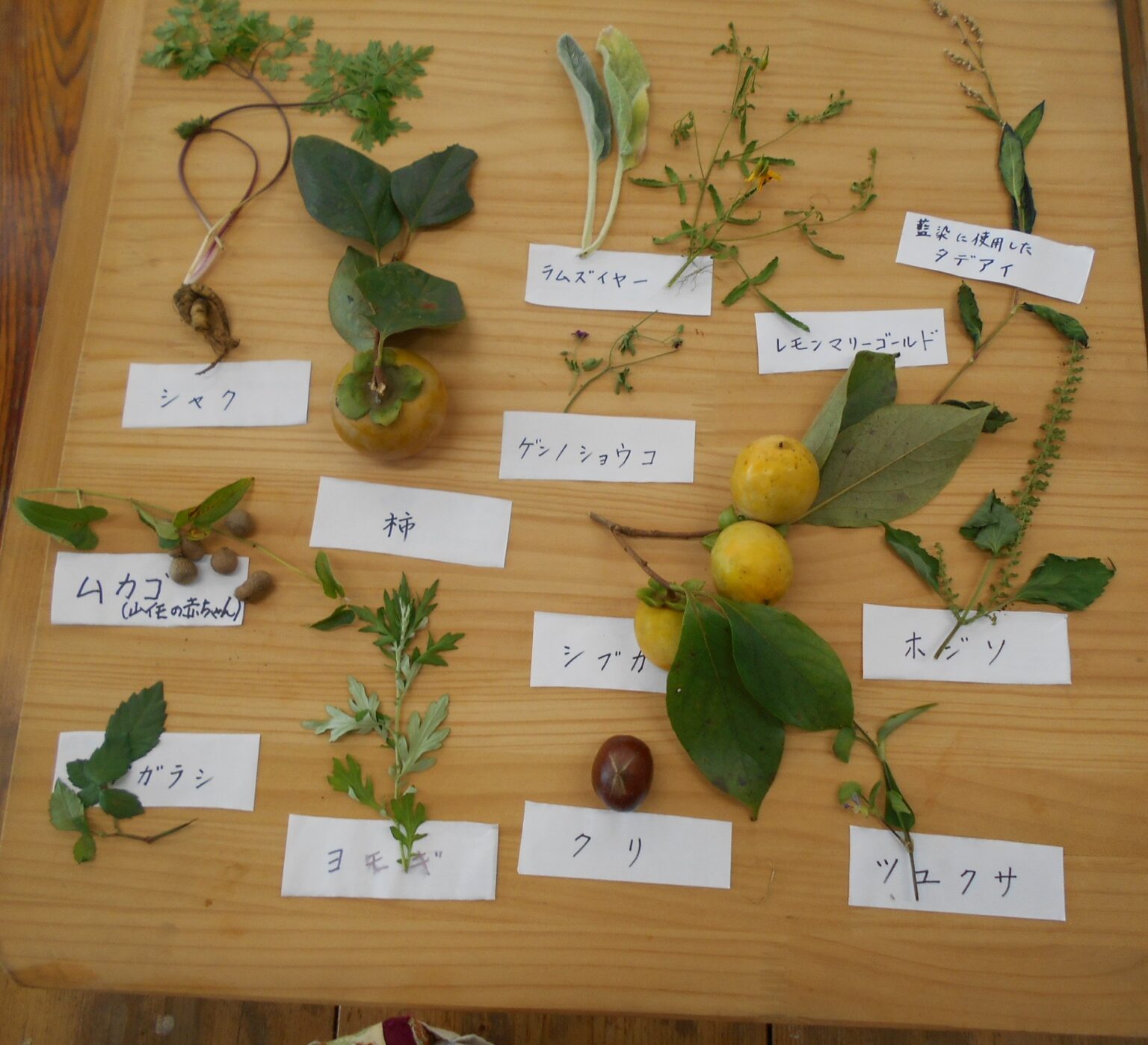 第６回　森のカルチャー教室（2026.10.11）ー　山菜料理を作ろう ②